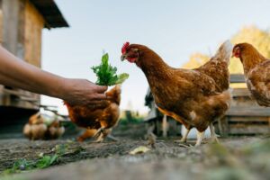 Avicultura de Traspatio: Guía de Nutrición y Salud Natural Avicultura de Traspatio: Guía de Nutrición y Salud Natural
