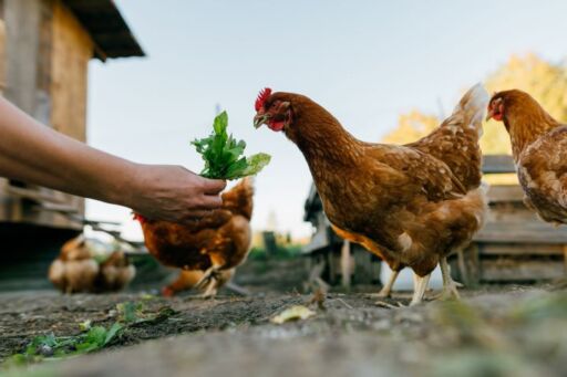 Primer plano de una mano ofreciendo un manojo de hojas verdes frescas (suplemento de forraje verde hidrop&oacute;nico) a una gallina ponedora marr&oacute;n que est&aacute; picoteando, con otras gallinas y un corral borroso al fondo.