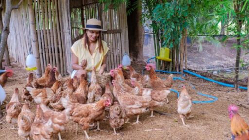 Una mujer con sombrero de paja y camisa amarilla sentada en el suelo alimentando a mano a una parvada de gallinas ponedoras marrones en un &aacute;rea de pecoreo con un corral de bamb&uacute; al fondo.