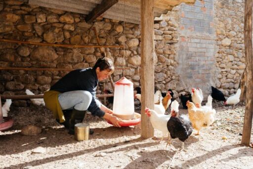 Mujer agachada ajustando un comedero colgante rojo y blanco mientras un grupo de gallinas blancas y negras se acerca para comer en un gallinero de traspatio con paredes de piedra y techo r&uacute;stico.