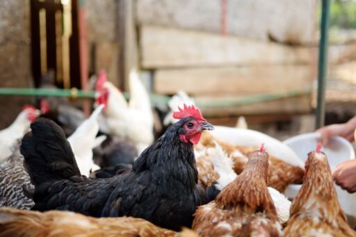 Primer plano enfocado en una gallina negra de traspatio con cresta roja brillante, rodeada por un grupo mixto de gallinas blancas y marrones que est&aacute;n comiendo de un balde blanco sostenido por una mano humana.