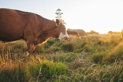 Ganado bovino en sistema de pastoreo extensivo sobre praderas naturales para una producci&oacute;n de carne vacuna con baja huella de carbono.