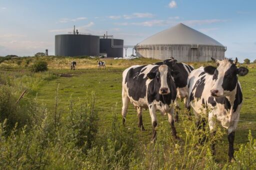 Ganado vacuno en predio con biodigestores industriales para la conversi&oacute;n anaer&oacute;bica de efluentes en biog&aacute;s y econom&iacute;a circular ganadera.