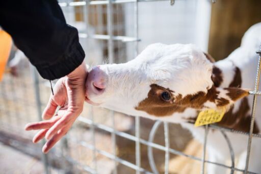 Ternero con caravana de identificaci&oacute;n e inspecci&oacute;n sanitaria recibiendo trato afable dentro del marco de certificaciones de bienestar animal.
