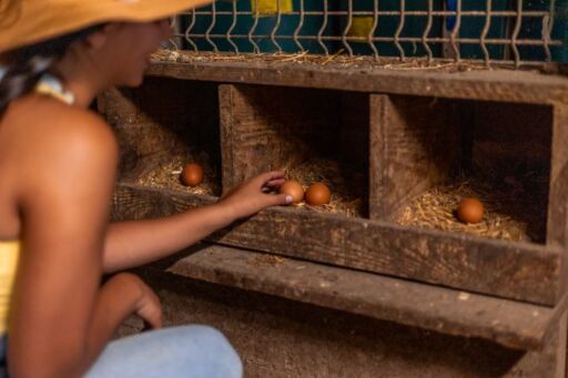 Productora recogiendo huevos campesinos frescos directamente de nidos de madera acondicionados con paja seca en un gallinero de traspatio agroecol&oacute;gico.