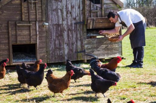 Agricultor recolectando huevos org&aacute;nicos en una canasta frente a un gallinero m&oacute;vil de madera rodeado de gallinas ponedoras libres de jaula.