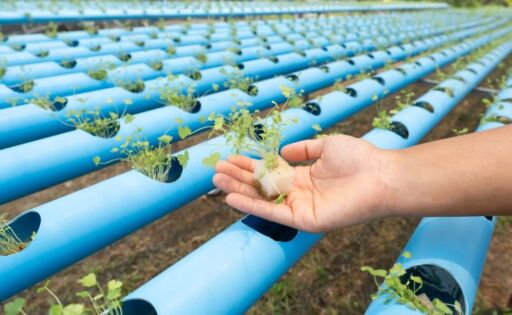 Agricultor sosteniendo un pl&aacute;ntula de lechuga en esponja agr&iacute;cola sobre tuber&iacute;as de PVC azul en un sistema de cultivo hidrop&oacute;nico comercial.