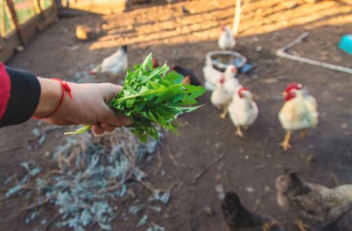 Mano sosteniendo un manojo de forraje verde fresco para alimentar aves de corral al aire libre en un sistema de avicultura sostenible.