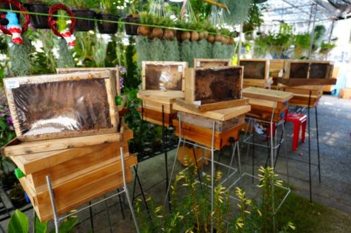 Colmenas modulares de madera con visores transparentes instaladas en soportes para la meliponicultura urbana.