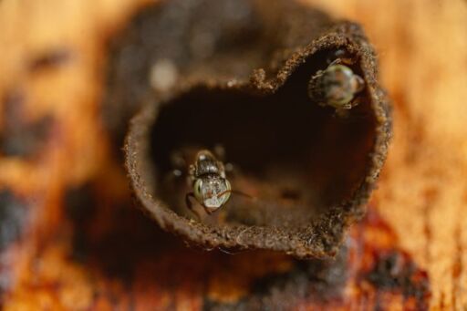 Detalle en primer plano de abejas nativas custodian la piquera de barro y prop&oacute;leo de su nido.