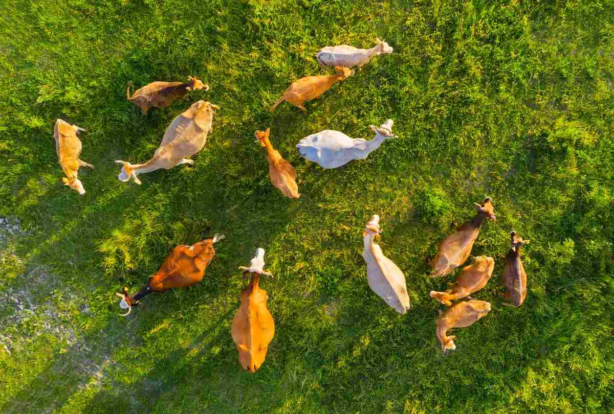 Drones y Automatización en Lecherías: Tecnología y Eficiencia