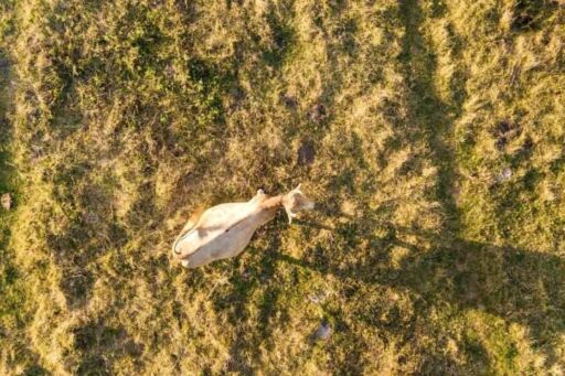 Vista aérea de una sola vaca pastando en un terreno seco, monitoreada mediante drones en lecherías para control de ubicación y salud.