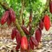 cultivo de cacao - ventajas y desventajas
